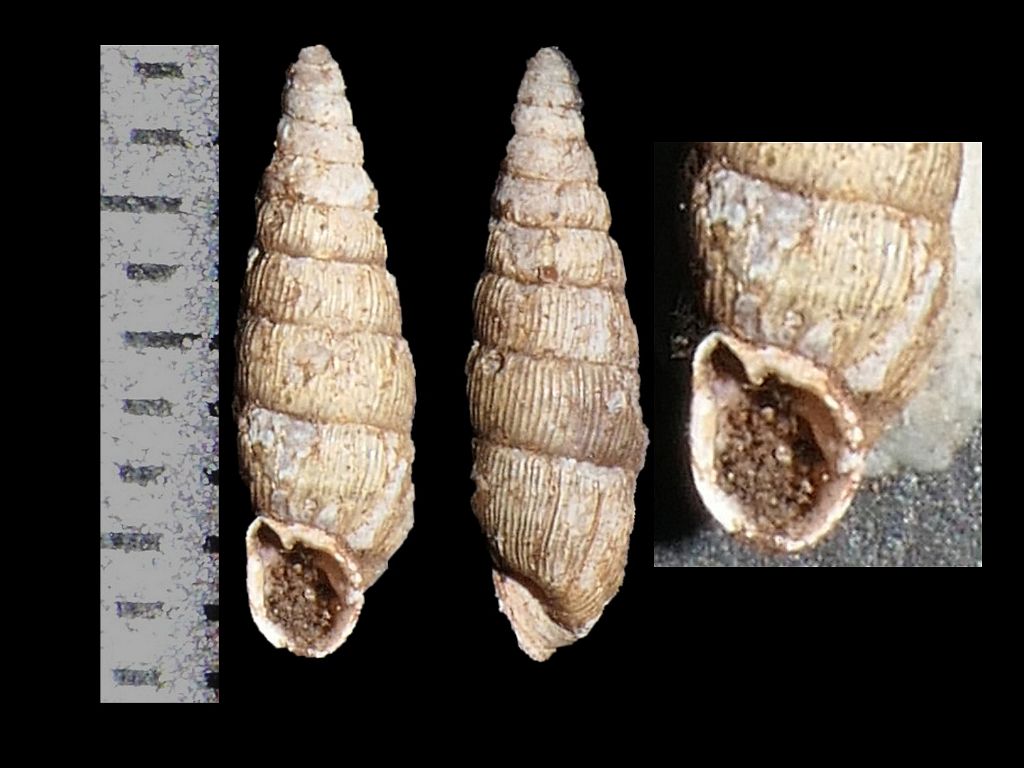 Clausiliidae dai Simbruini 11